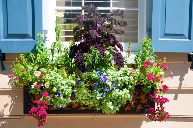 Flower Window Boxes